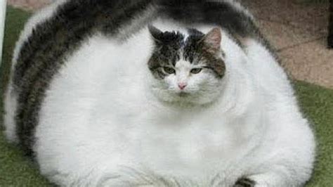 thick catgirl|21 cats that are really, really thicc